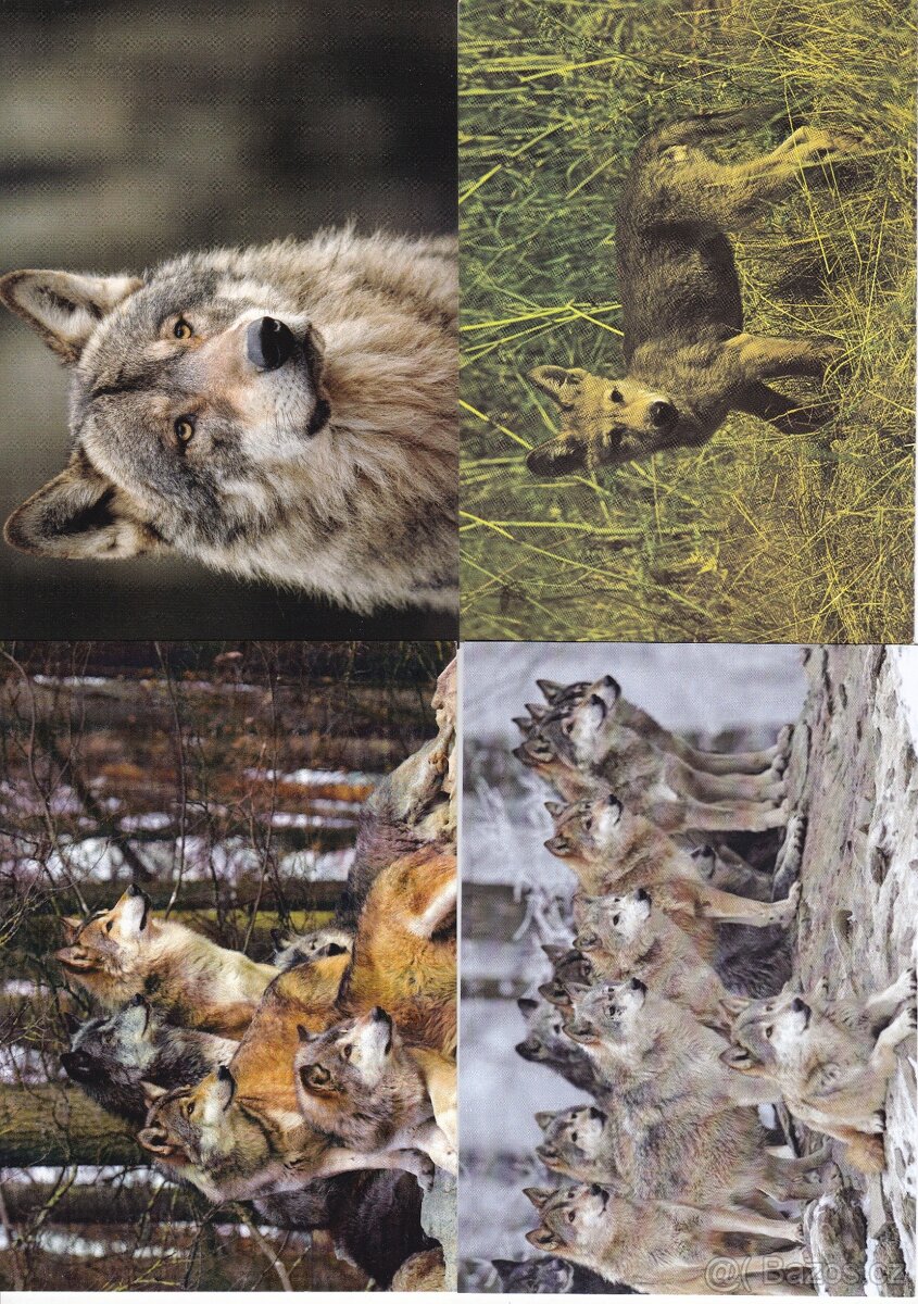 pohledy zvířat - 9