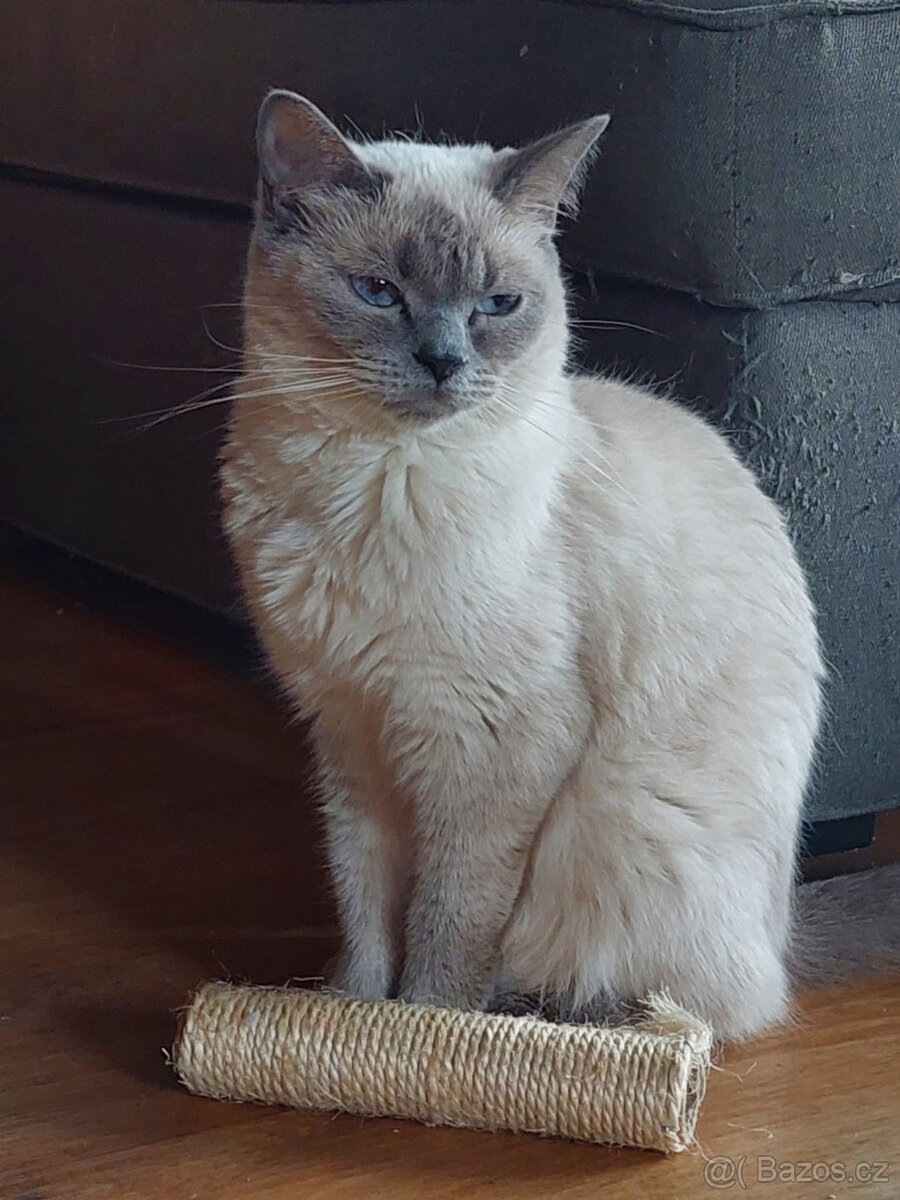 Koťátka – britská kočka – colorpoint - 9