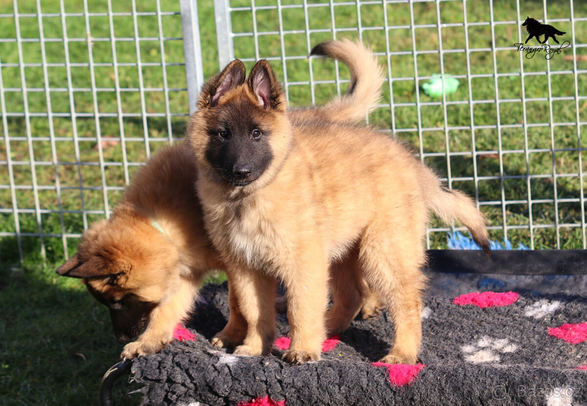 Belgický ovčák Tervueren - kluk s PP s odběrem ihned - 9
