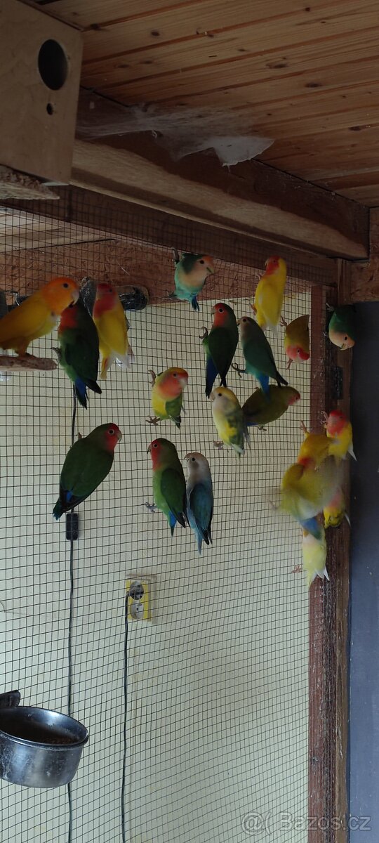 Agapornis růžohrdlý - 9