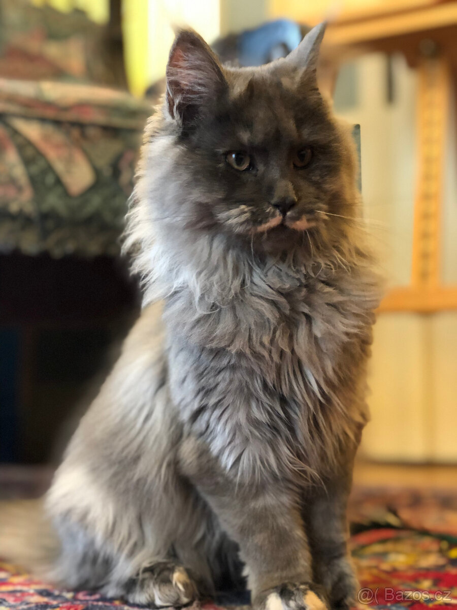 Mainská mývalí s PP - 9