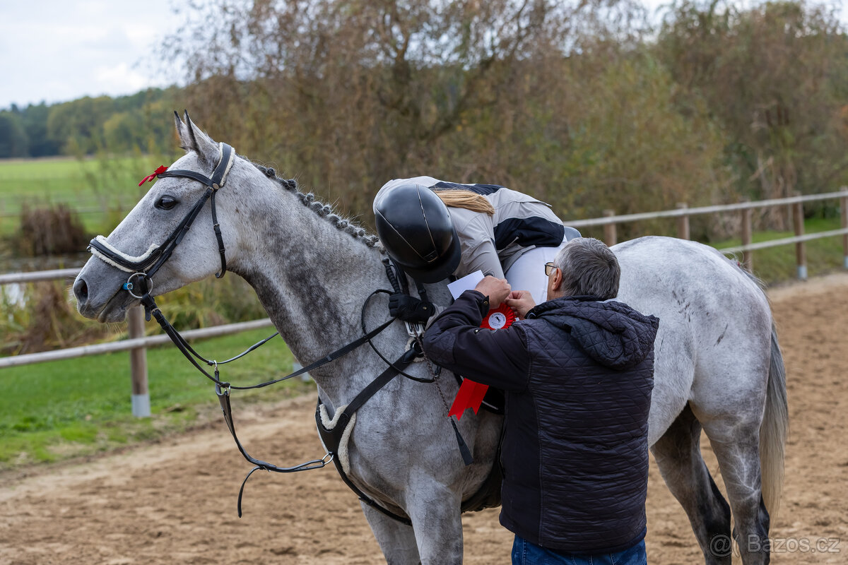 8 letá klisna do sportu - 9