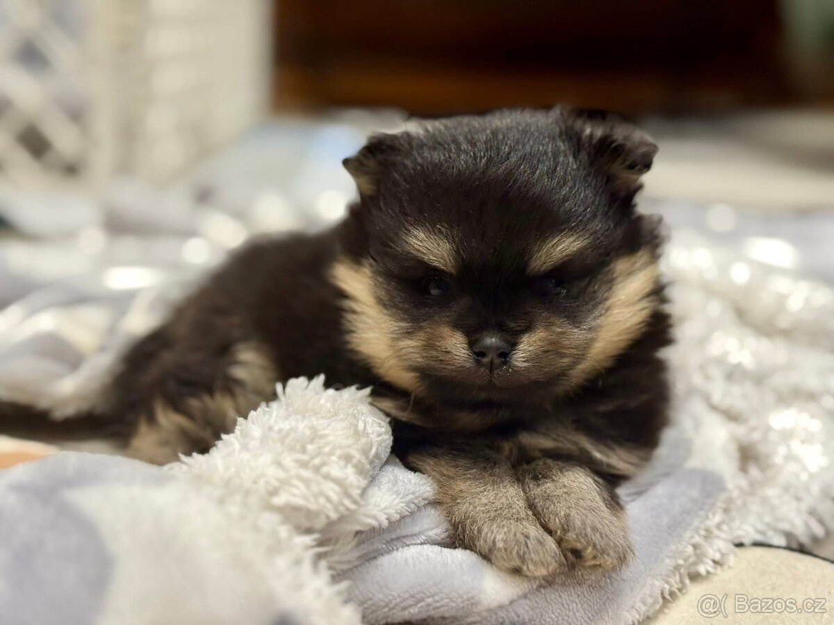 Pomeranian s PP FCI - 9