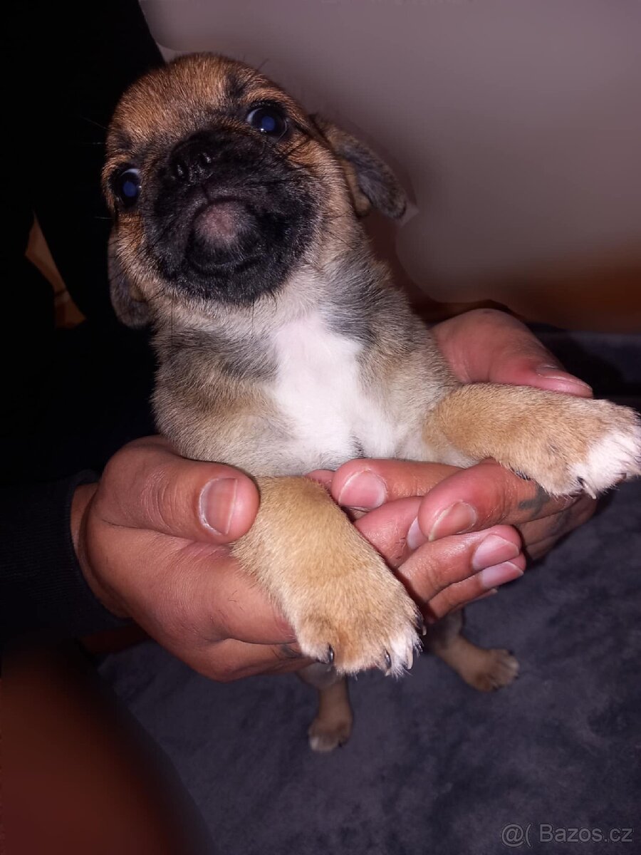 Štěňata Mops > s pinčem - 9