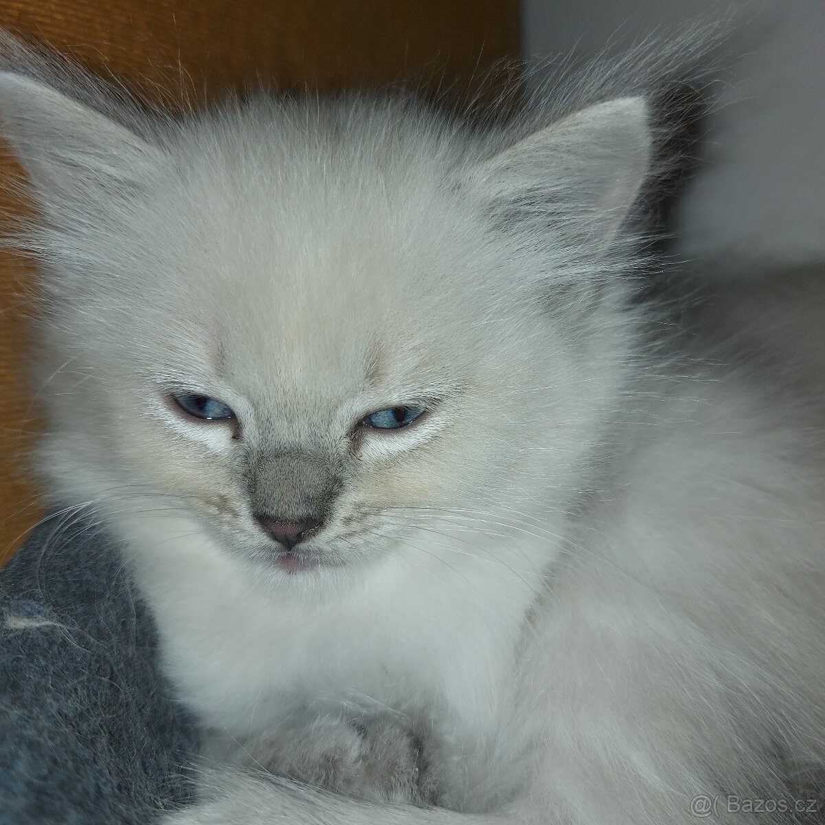 Maciatka ragdoll na odber - 9