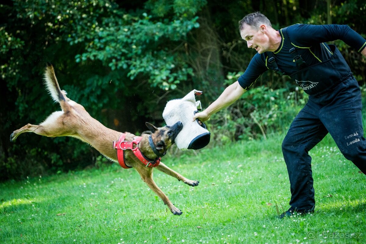 Belgický ovčák MALINOIS s PP - 9