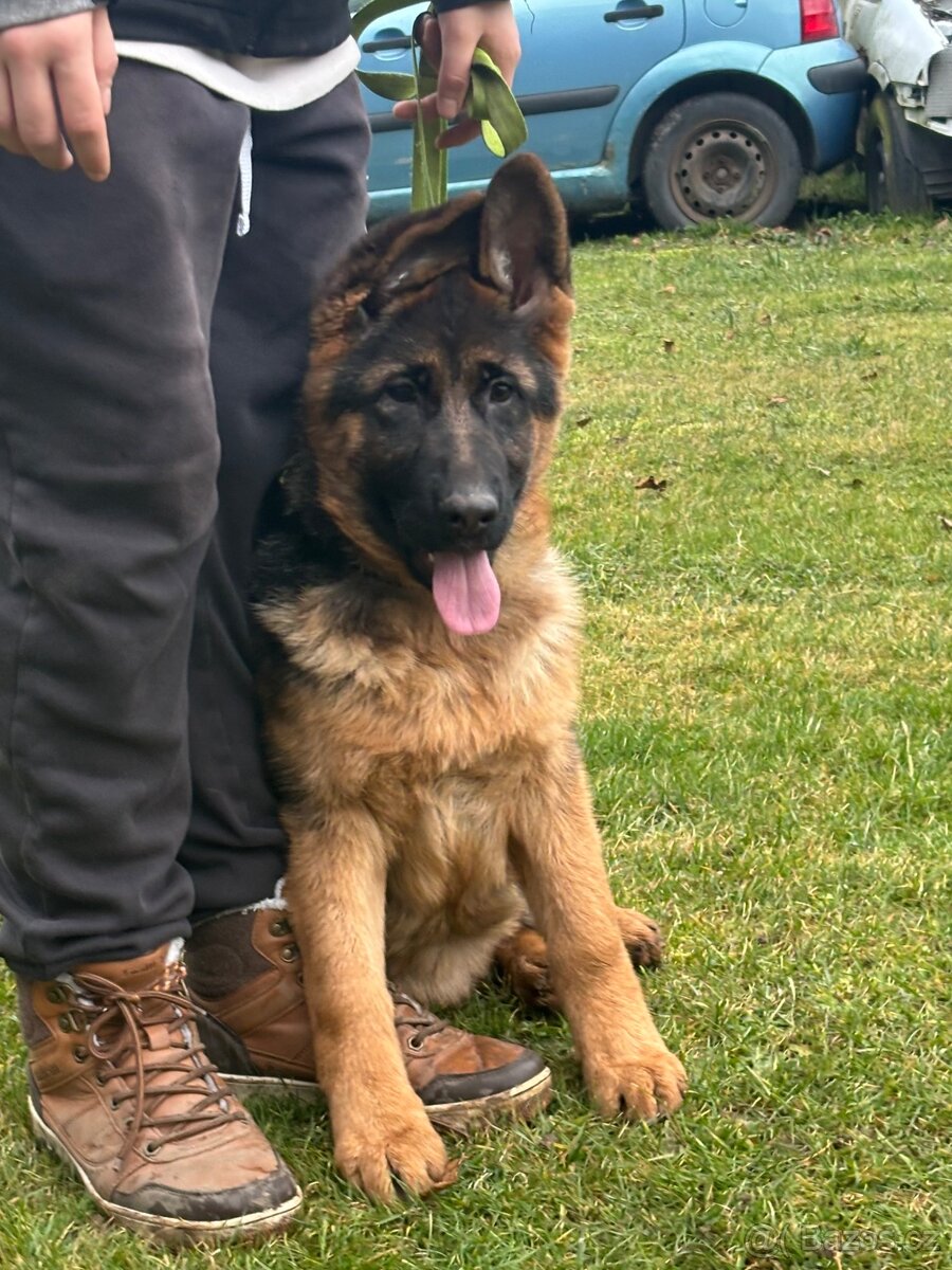 Štěňata Německého ovčáka s PP - 9