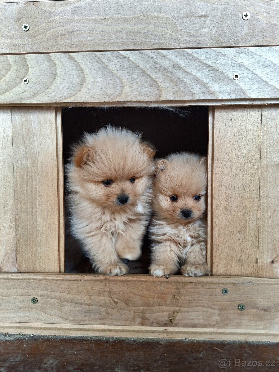 Pomeranian,pomerian špic - 9