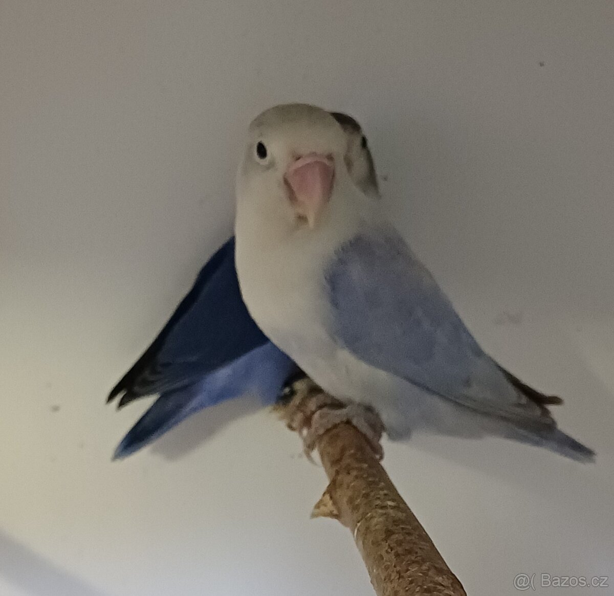 Prodám agapornise. - 9