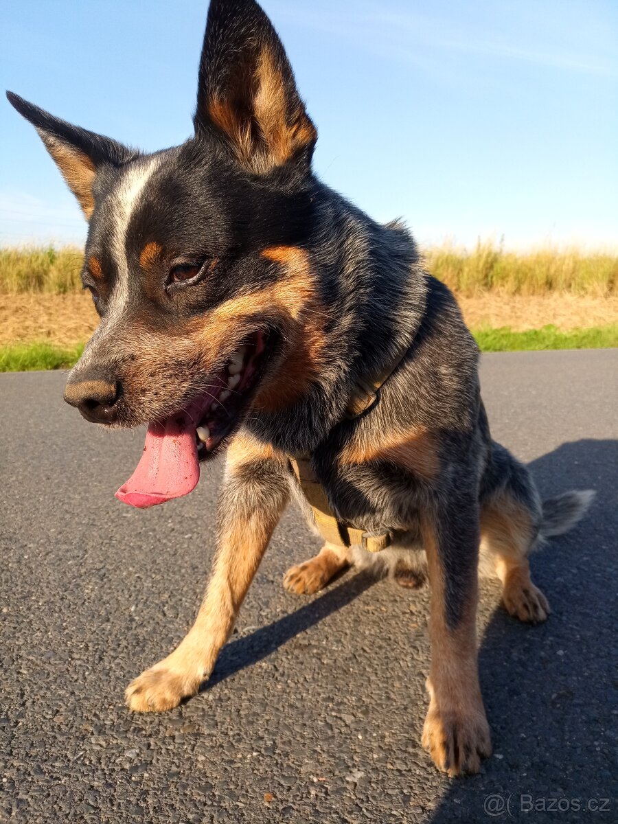 Australský honácký pes - 9