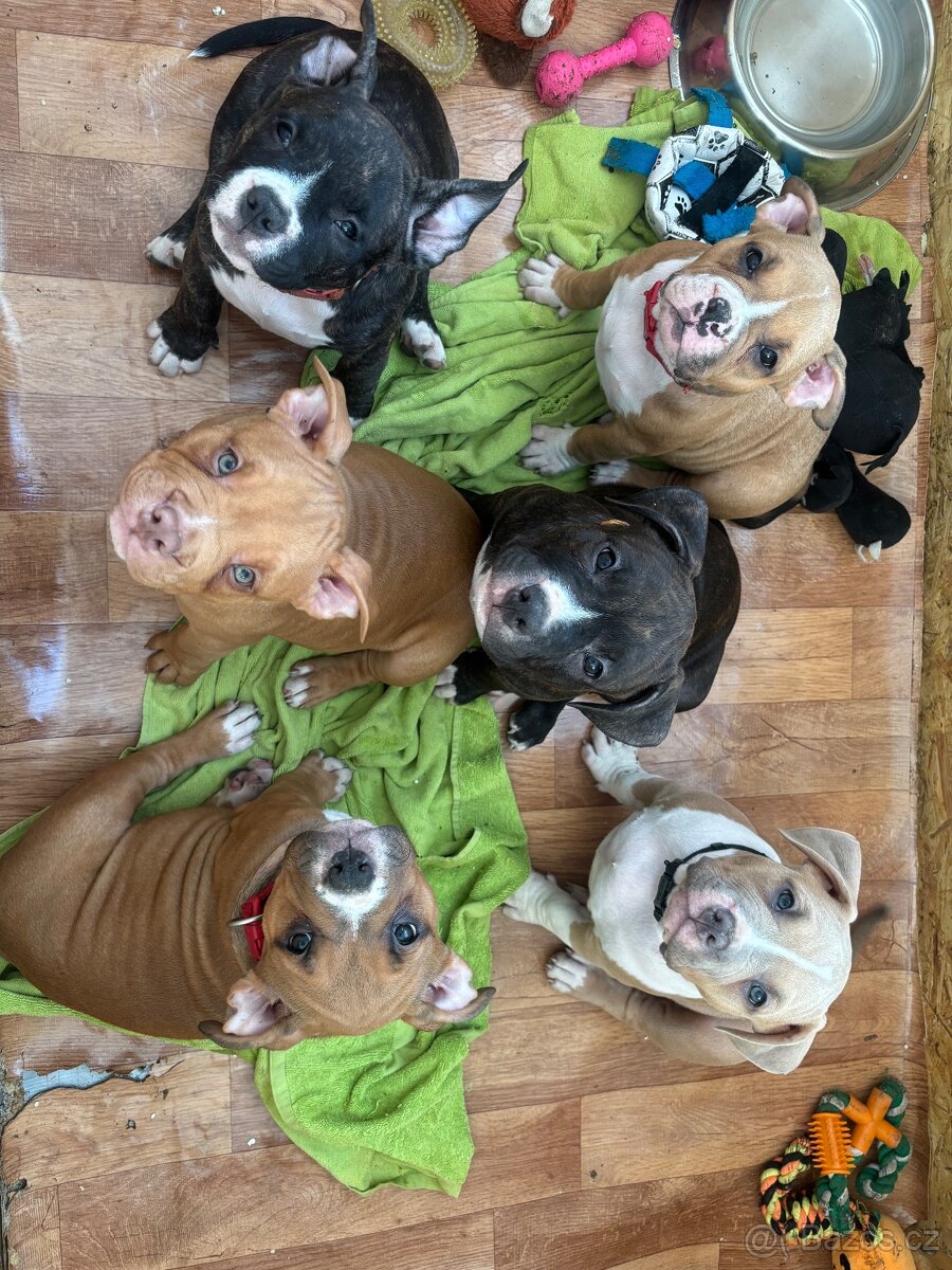 American Bully pocket - 9