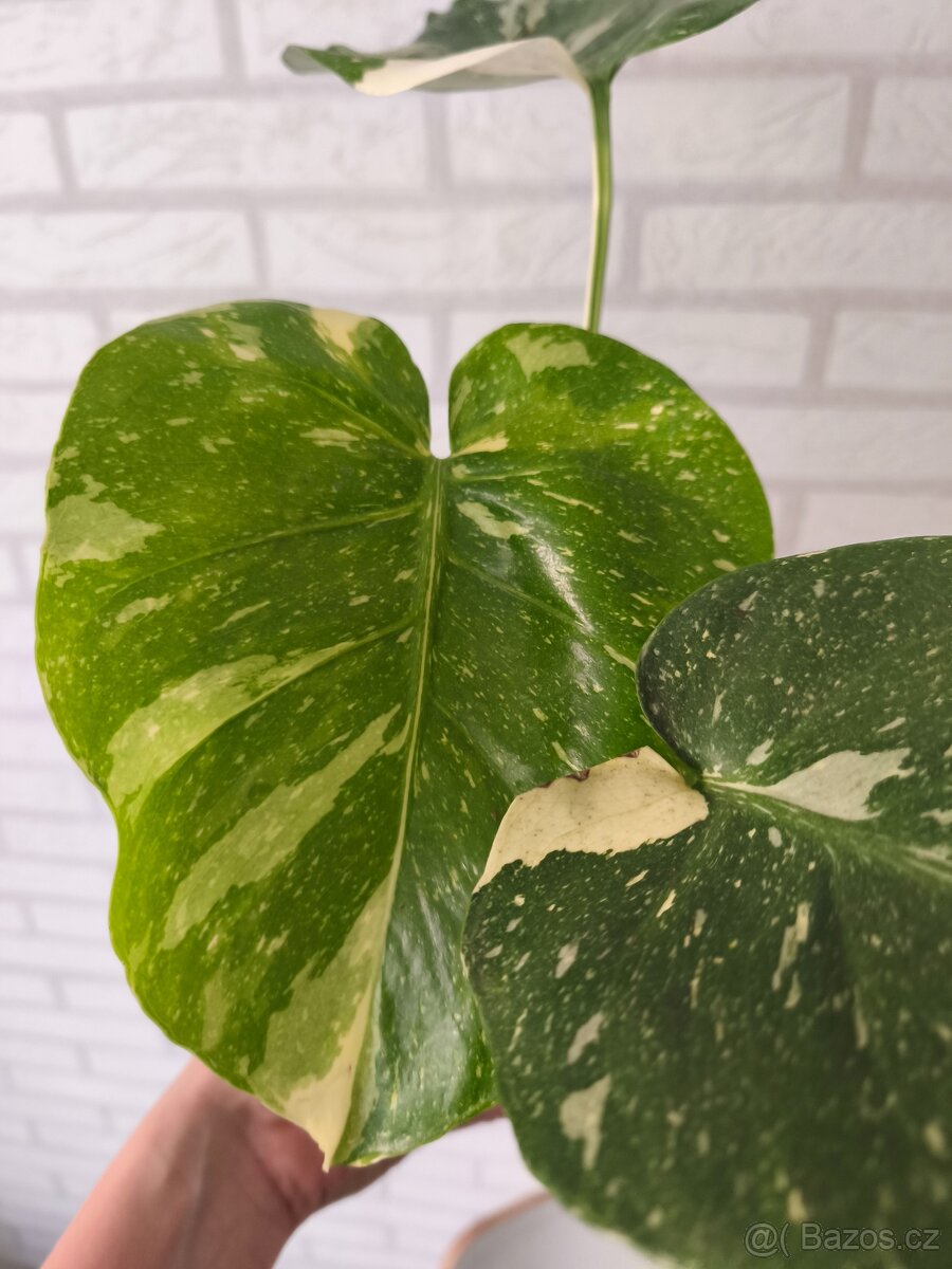Monstera Deliciosa Thai - 9