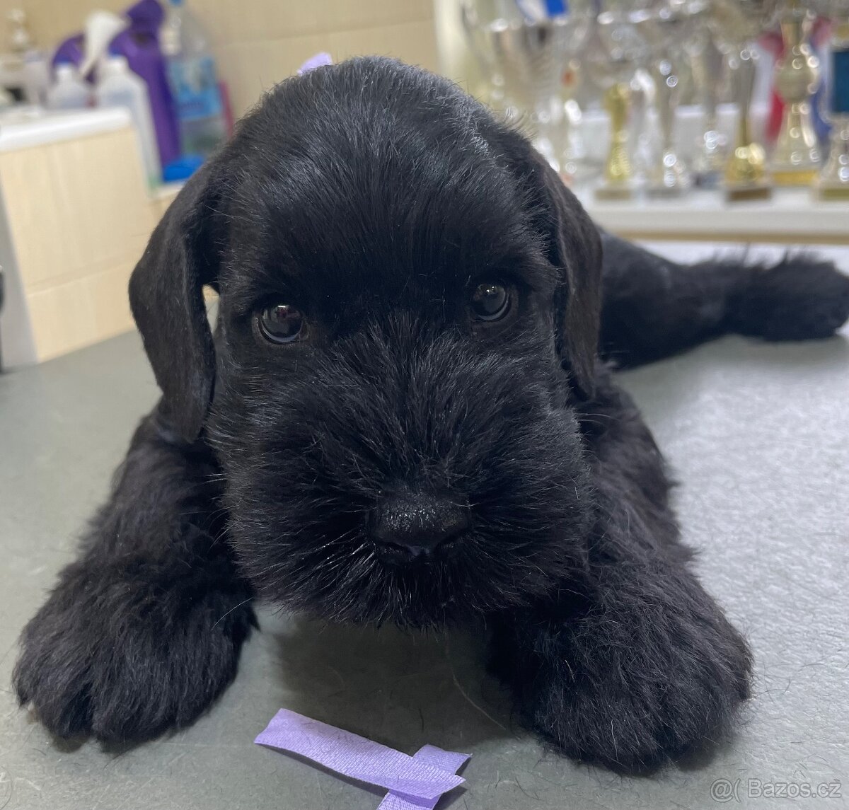 Knírač malý černý - 9