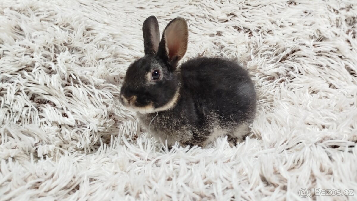 Zakrslý králík, králíček -(REX)-DAISY - 9
