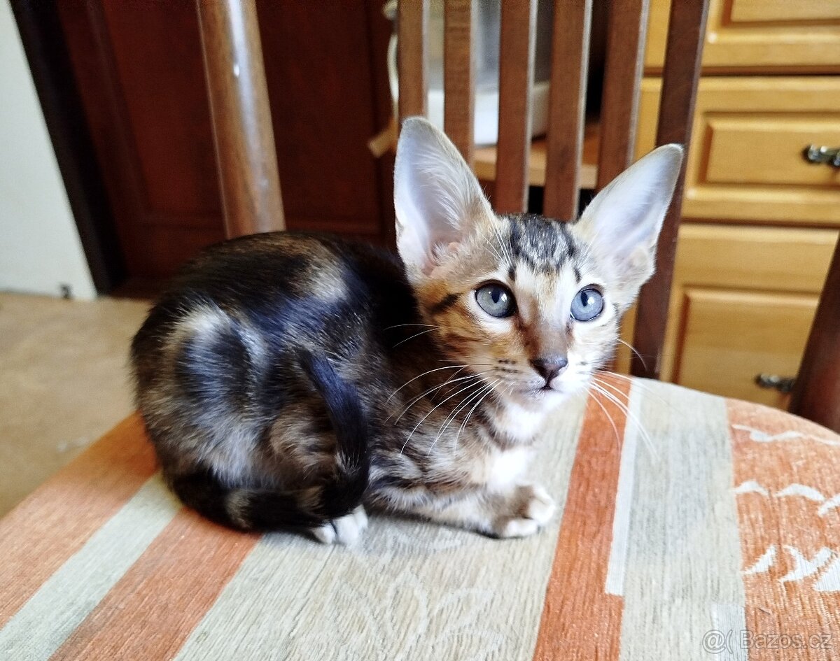 Orientální koťata - 9