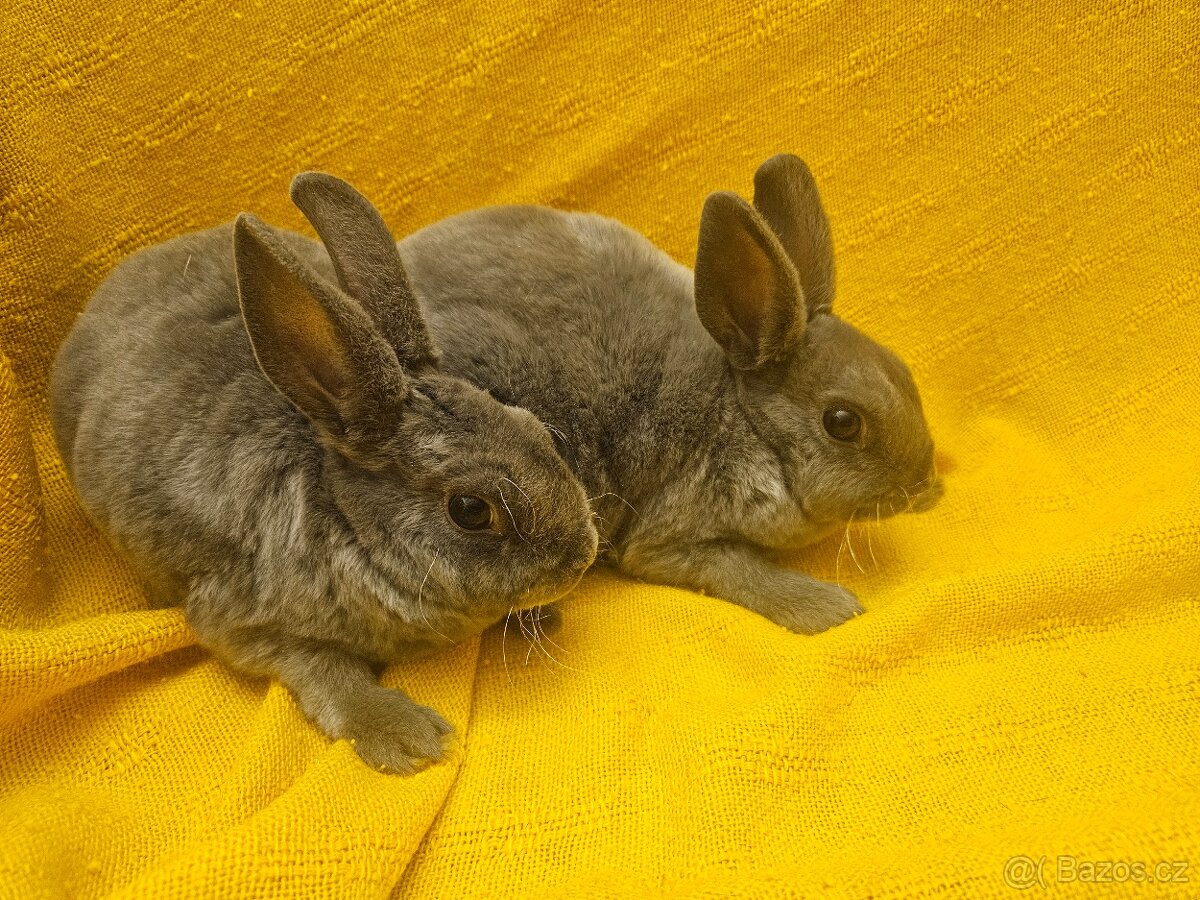 Zakrslý králíček - 9