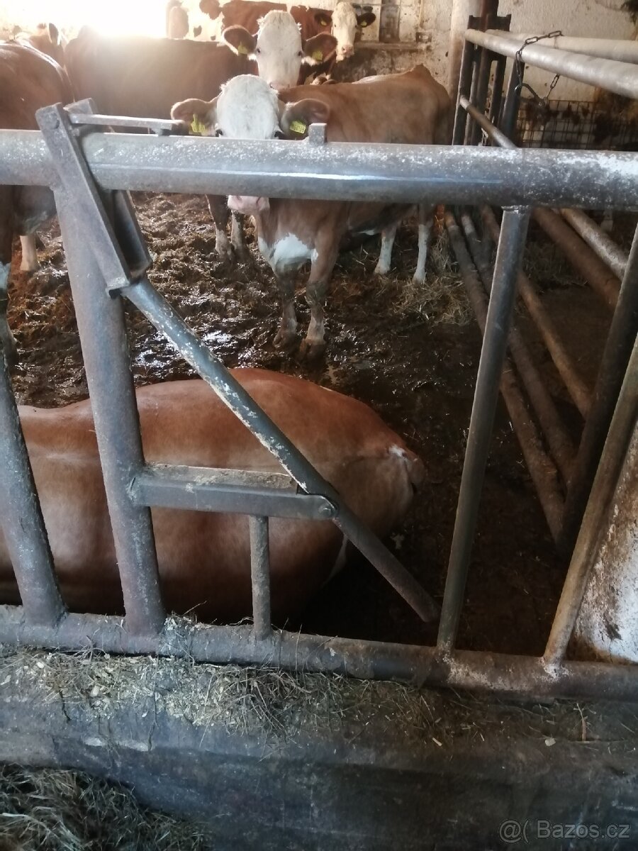 Prodám dojící zařízení - 9