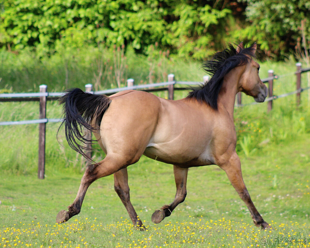 AQH klisna 4 roky VIDEO - 9