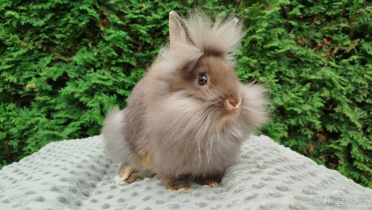 Zakrslý králík, králíček-(lvíček) NATANIEL - 9
