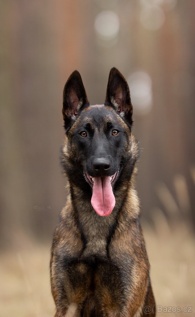 Belgický ovčák malinois - 9