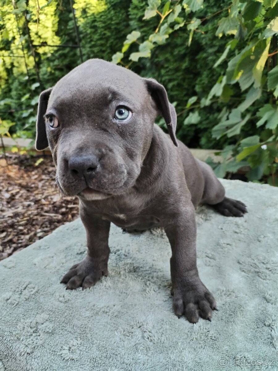 American Bully XL s PP - 9