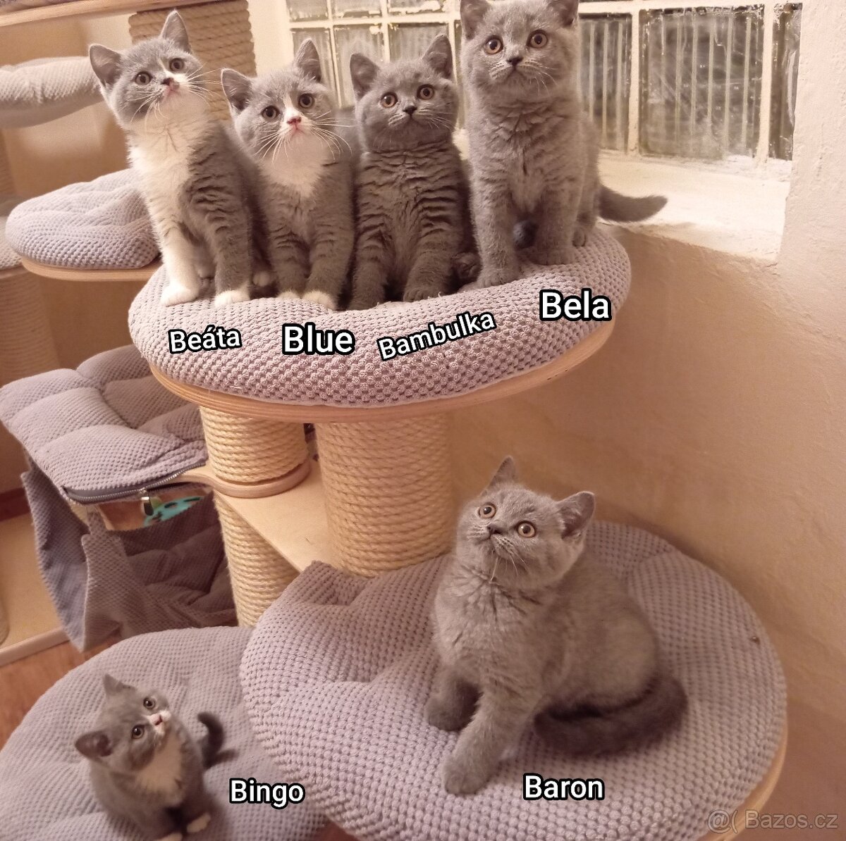 Britská modrá a Bikolor koťátka - 9