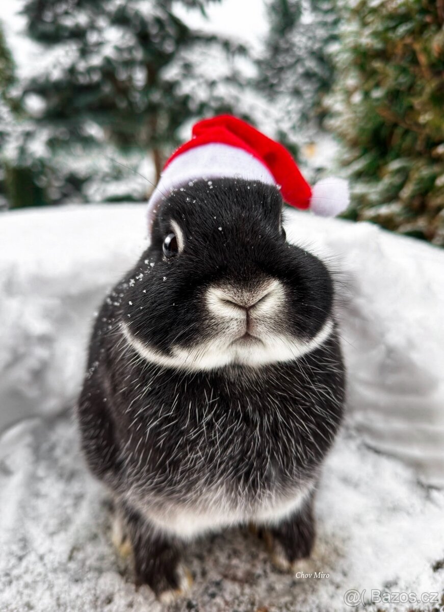 Zakrslý králík - 9