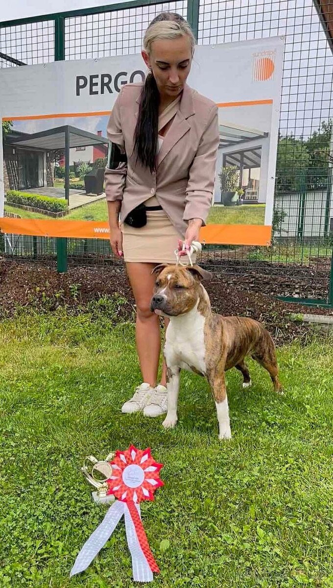 Americký stafordšírský teriér s PP - 9