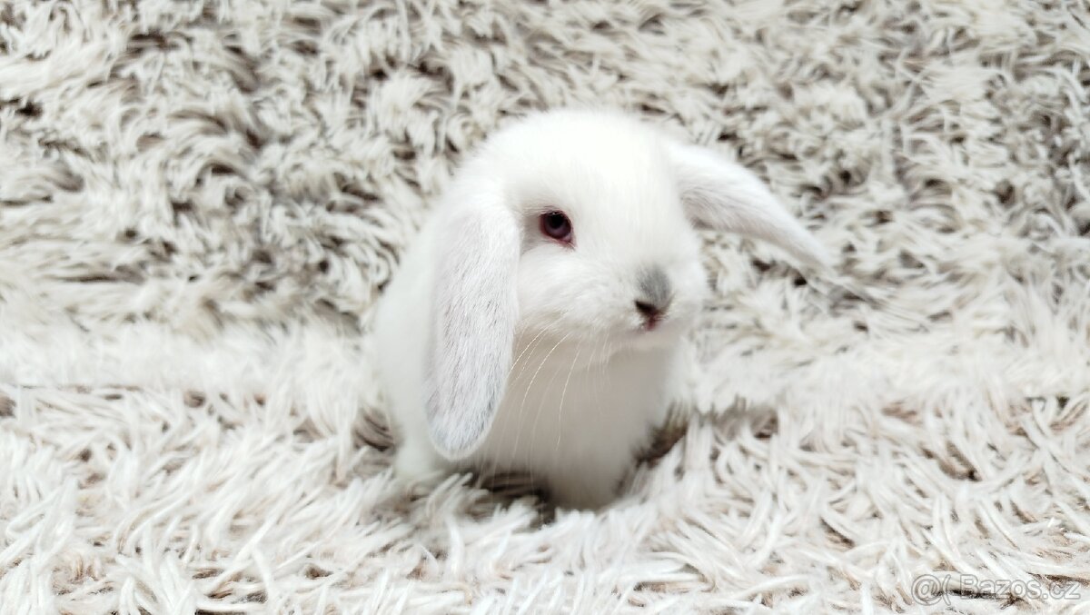 Zakrslý beránek, králíček, králík - MOLLY A MATEO - 9