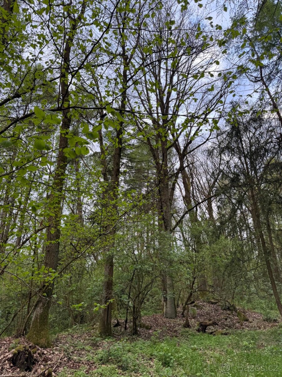 Prodám lesní pozemky v k.ú. Přeštěnice - 9