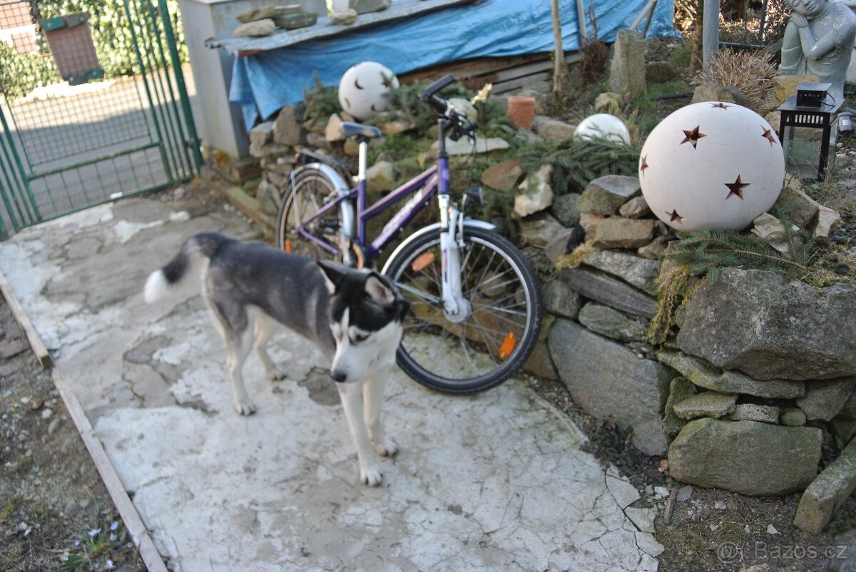 Dětské kolo , viz foto , levné - 9