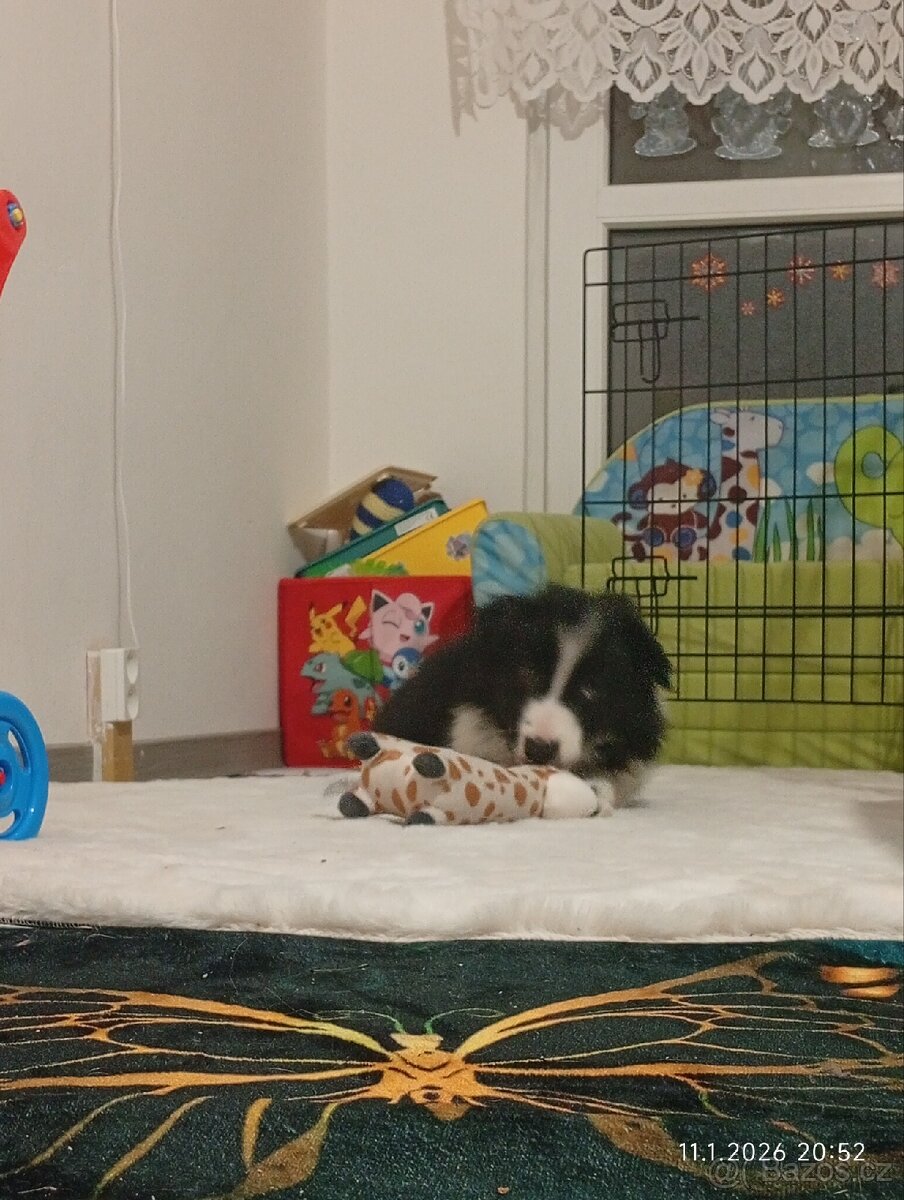 Border kolie štěně - 9