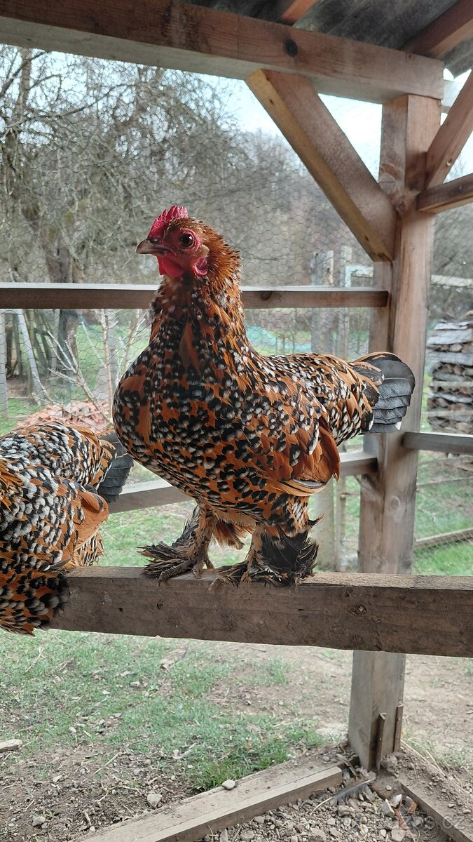 Zakrslá rousná - 9