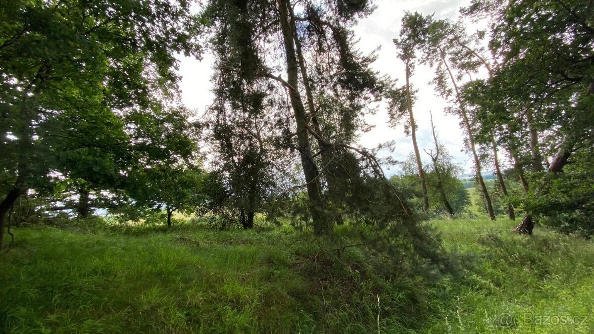 Prodej lesního pozemku - 9