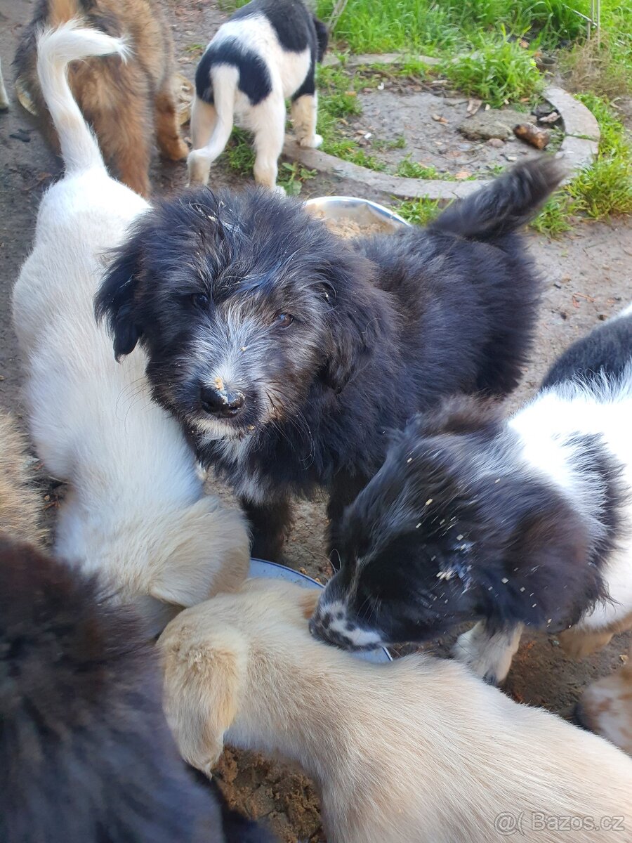 Stene krizenec borderkolie × holandsky pinc - 9