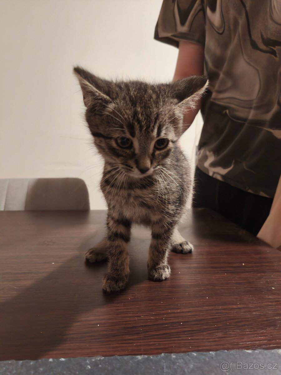 OPĚT VOLNÝ - DARUJI KOTĚ / KOCOUR - 9