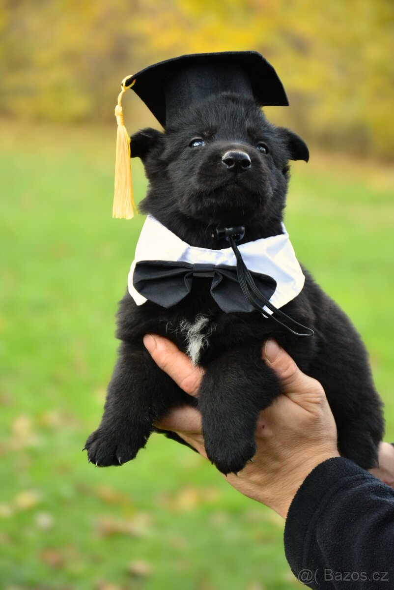 Německý ovčák s PP - 9