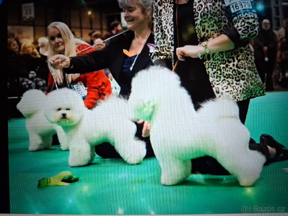 Bišonek štěňátka s PP - 9