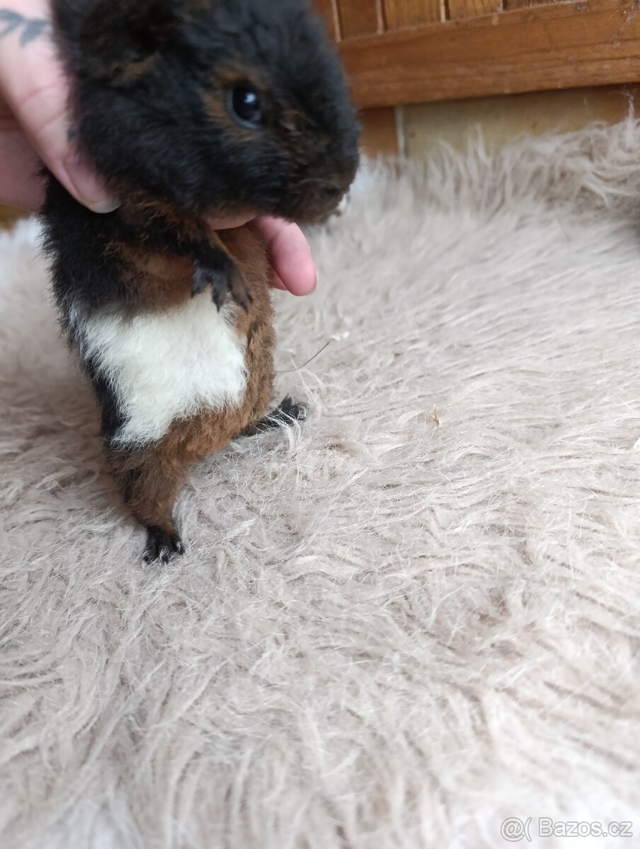 Morče US Teddy / morčata / morčátko - 9