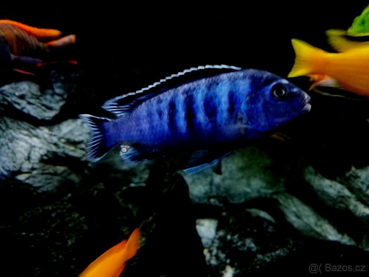 Tlamovci Malawi 30 - 9