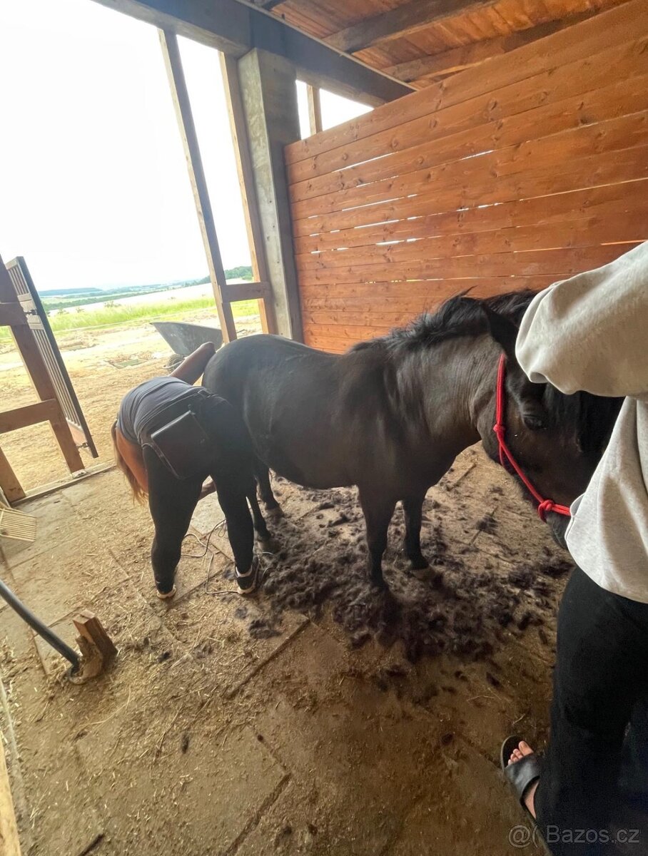 Klisna Shetlandský pony - 9