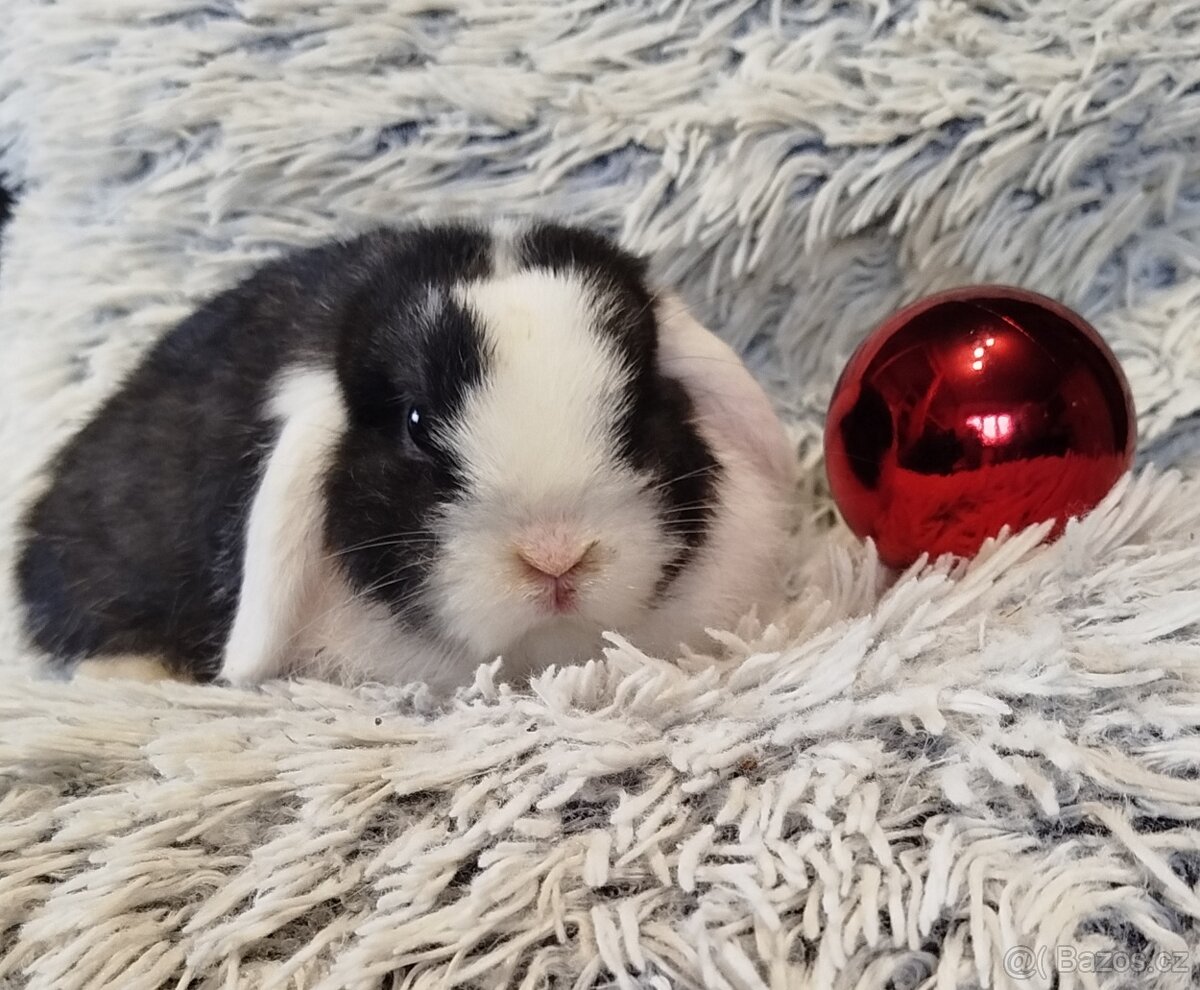 Minilop - anglický zakrslý beránek s VP - 9