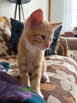 Daruji dva kocoury - 9