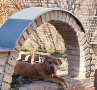Amstaff štěňata - 9