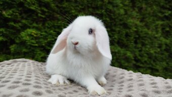 Zakrslý beránek, králíček, králík - HOLLY - 9