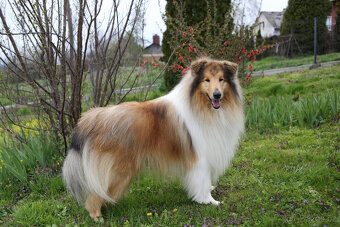 Kolie dlouhosrstá s PP ( FCI ) Collie rough - 9
