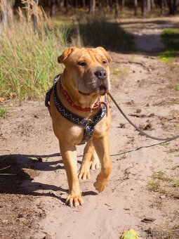 VANILKA K ADOPCI - vděčná, umazlená, CHCE DOMŮ:( - 9