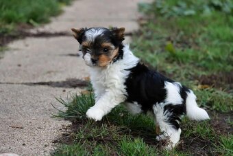 Biewer terriér- jorkšírský - fenka - 9