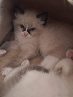 Ragdoll bez PP - 9