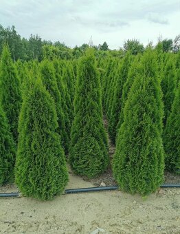 Thuje Thuja Smaragd - rozvoz po celé ČR - 9